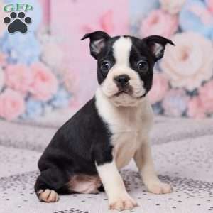 Jake, Boston Terrier Puppy